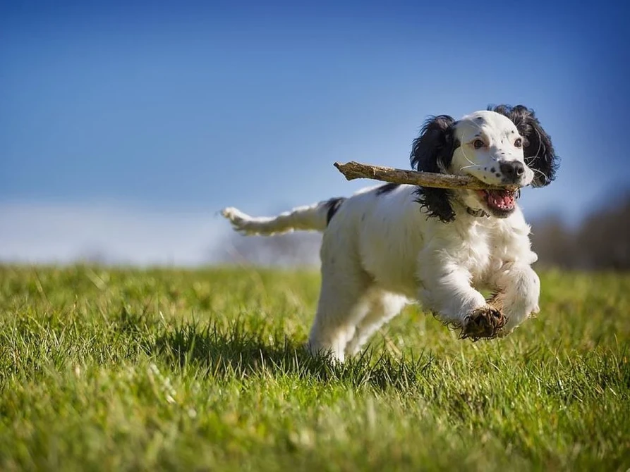 Hundefreundliches Hotel Paidion in Braunlage – Hund tobt auf der Wiese